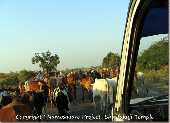 アジャンタからブサヴァルに向う途中。車で移動中、牛の大群が道路をふさいでいました。運転手さんは警笛も鳴らさず、牛が道を譲ってくれるまで、根気よく待っていました。